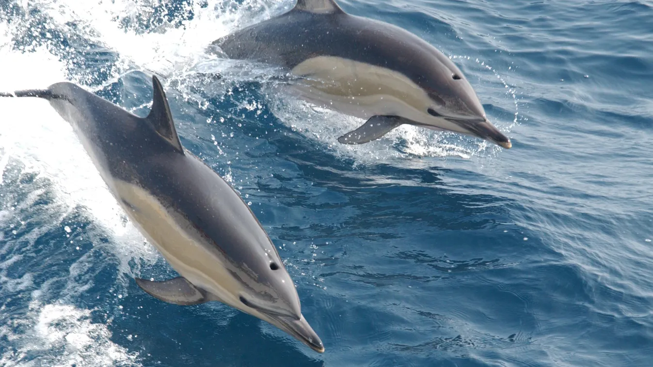 közönséges delfin 
