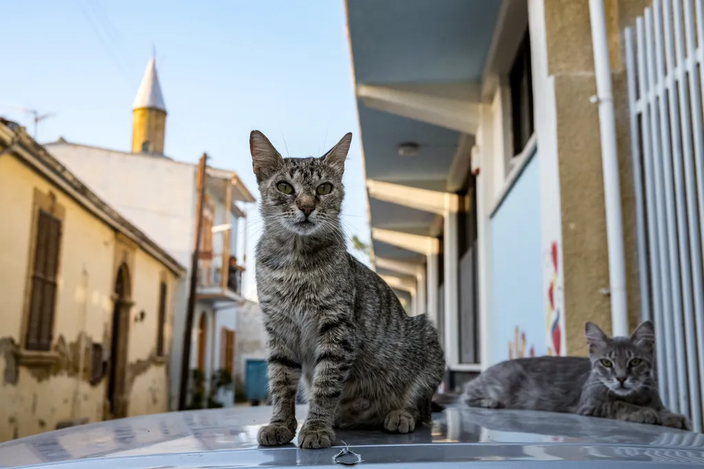 macska, cica, kóbormacska, kóbor, ciprus, utcán, utca 