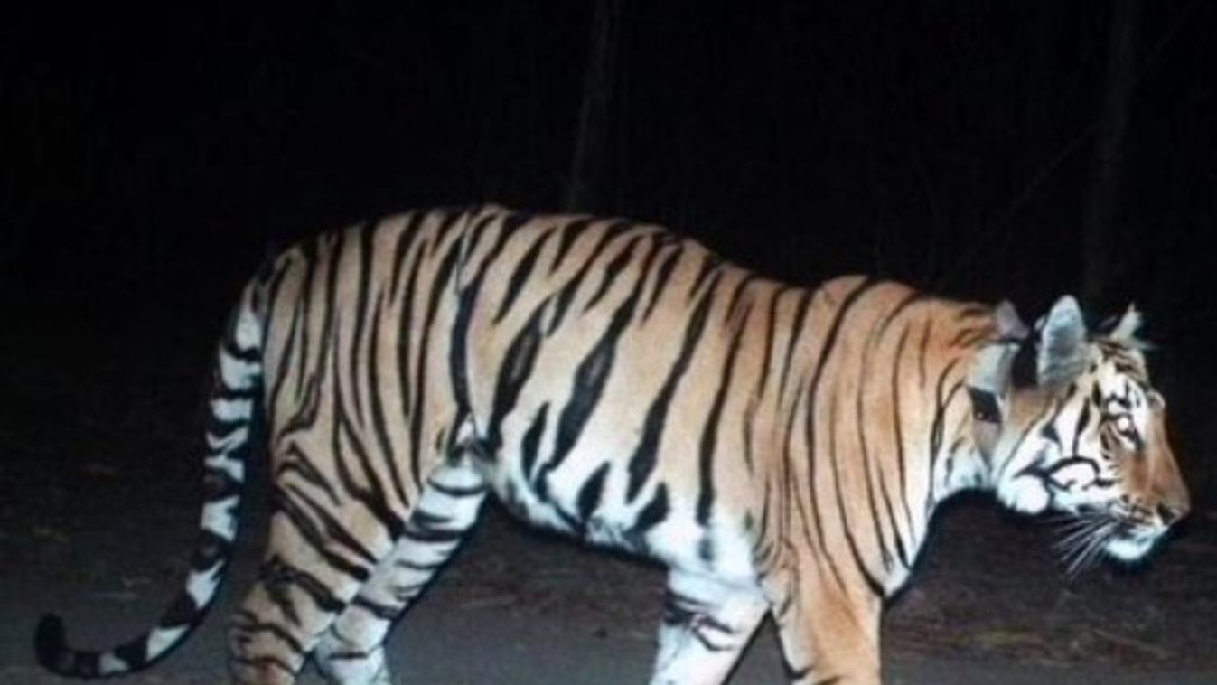 tigris, India 
