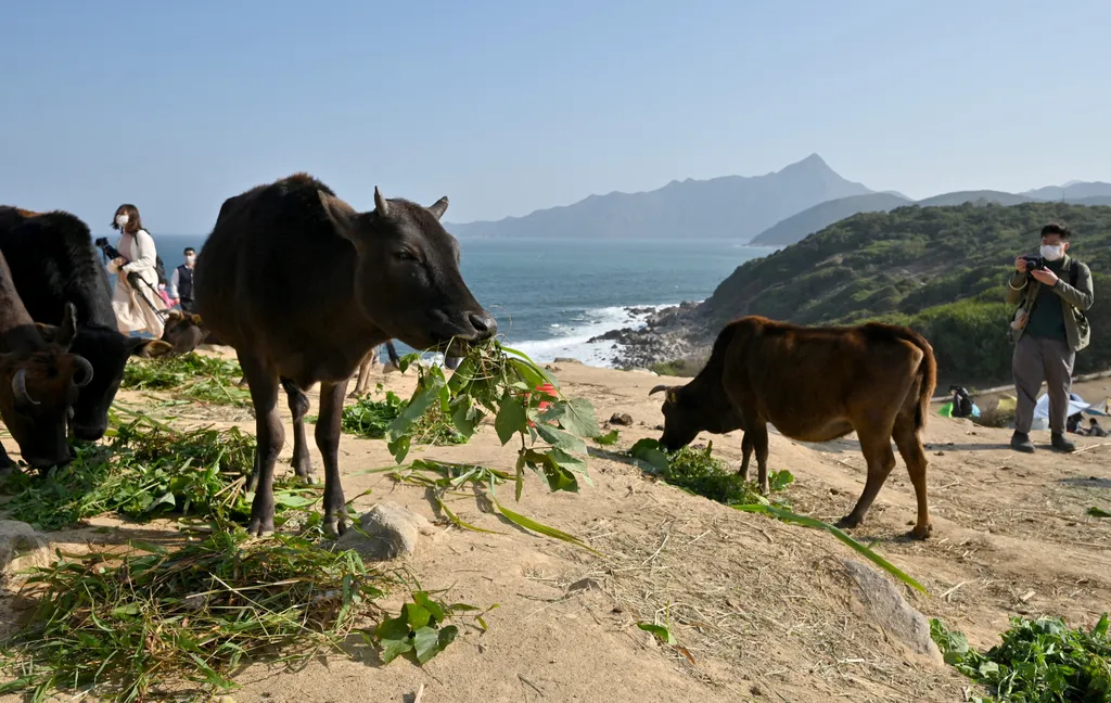A túrázási hullám miatt éhezni kezdtek a vad tehenek a Hongkong-szigeten, galéria, 2021 