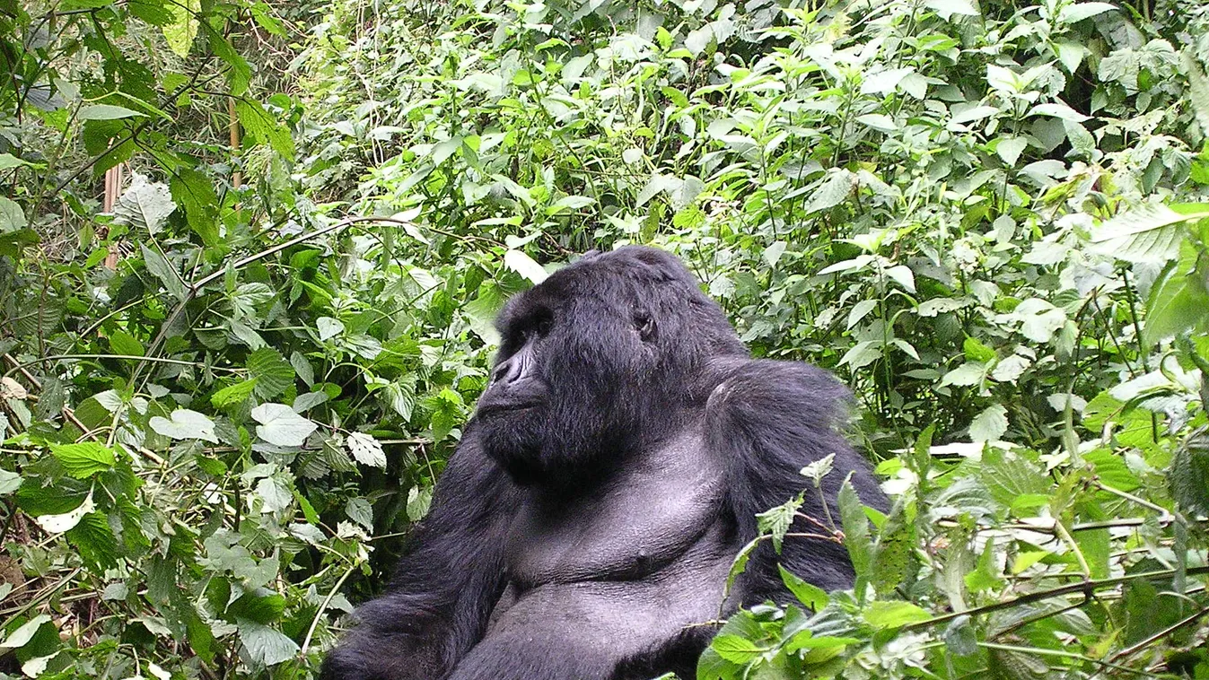 keleti gorilla 