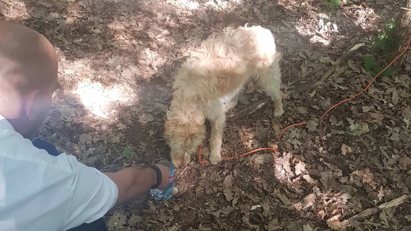 Ózdi rendőrök mentették meg az erdő közepén kikötött és magára hagyott kutyacsaládot 