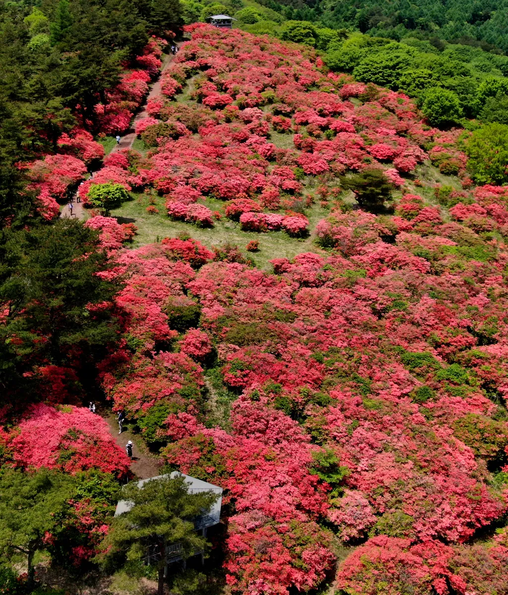 Azálea Japán 