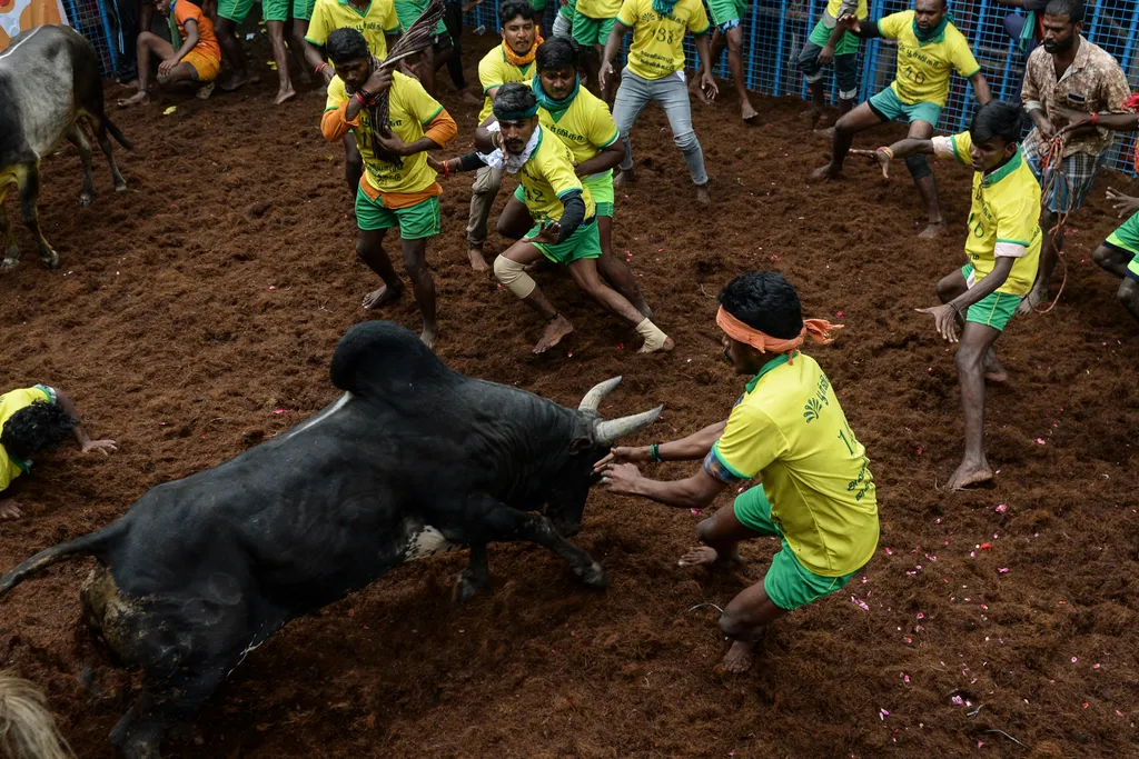 Jallikattu Avaniyapuram bika India Tamil Nadu 