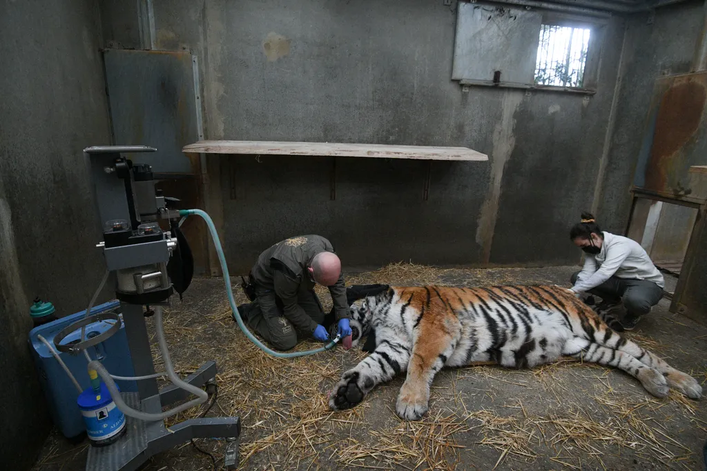 FRANCE-ANIMAL-CARE animals zoology animal dentistry Horizontal

tigris fogászat fog 