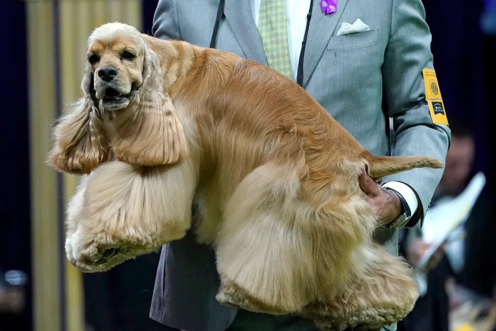 Westminster Kennel Club, kutya, kutyakiállítás, New York  Annual Westminster Kennel Club Dog Show - Breeds Judging animal Horizontal 