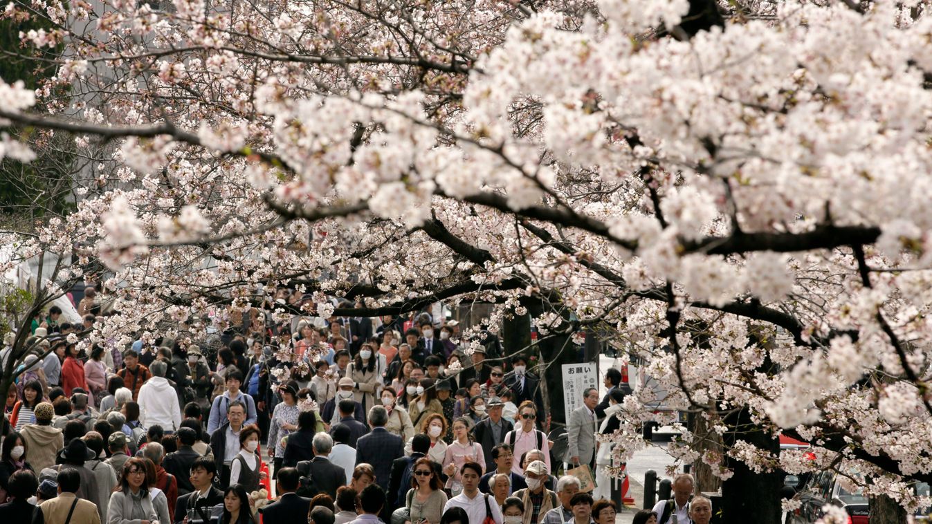 cseresznyevirágzás, Japán, 2016. 