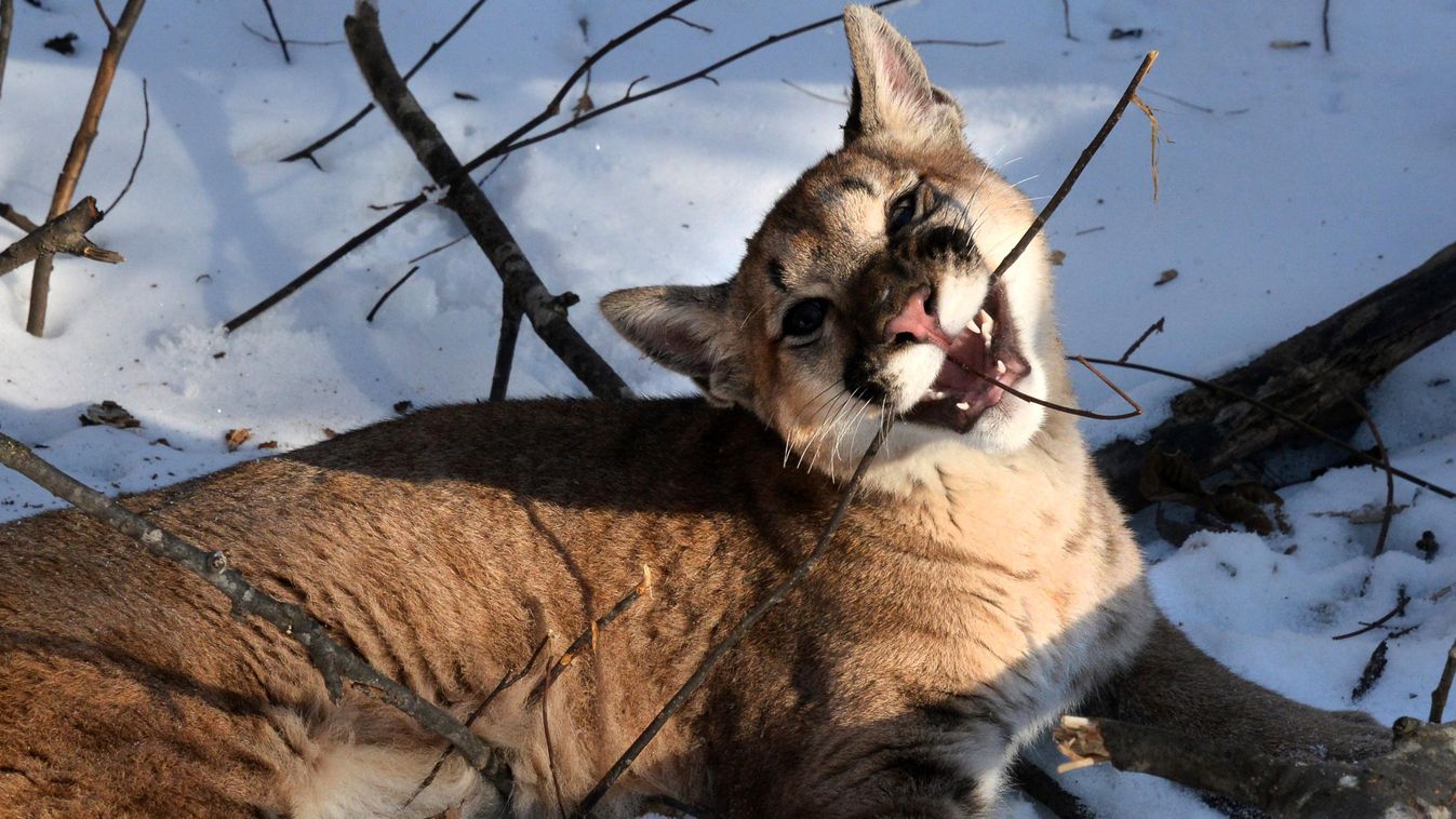New arrivals in Primorye Safari Park cat animal zoo landscape puma HORIZONTAL cougar 