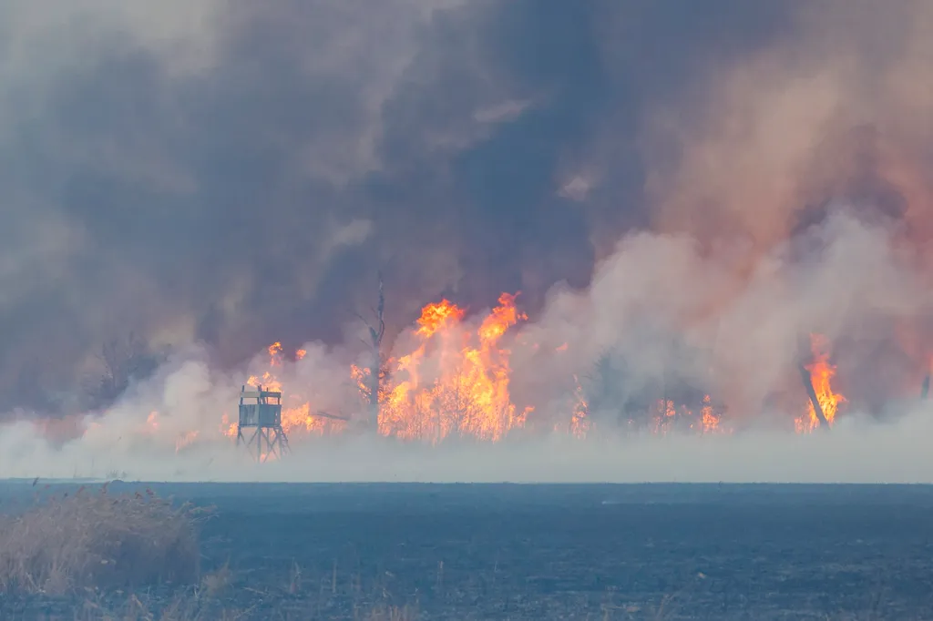 aljnövényzet a Kis-Balaton térségében - képek 