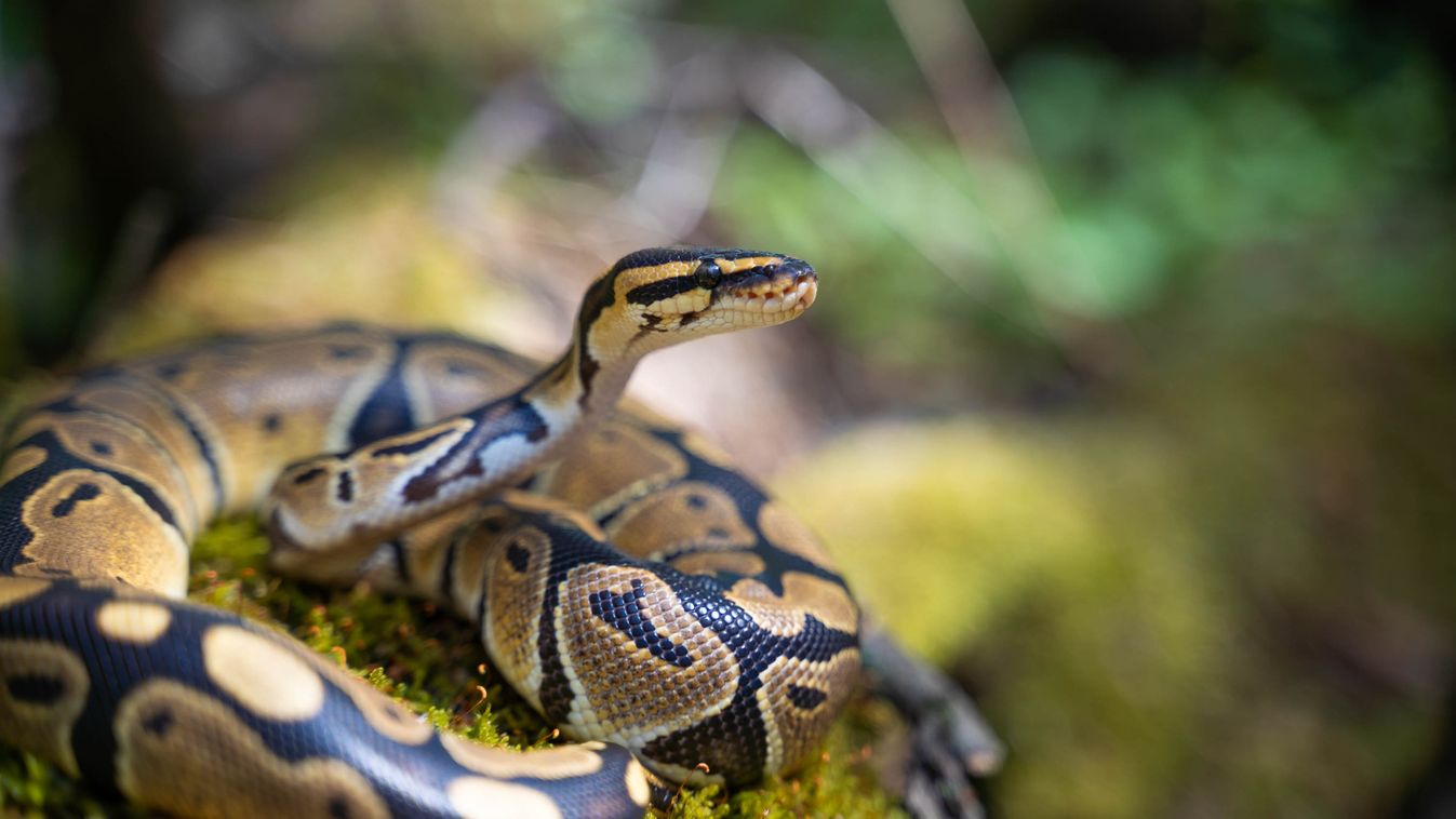 királypiton, Python regius, kígyó 