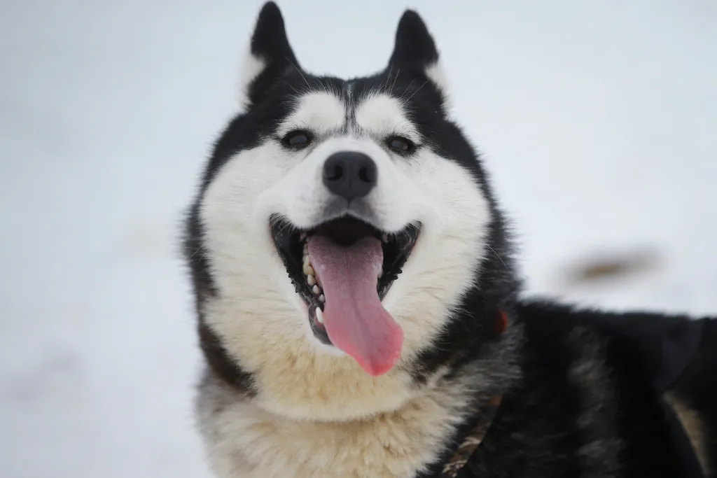 10 kutyafajta, ami imádja a hosszú, téli sétákat, szibériai husky 