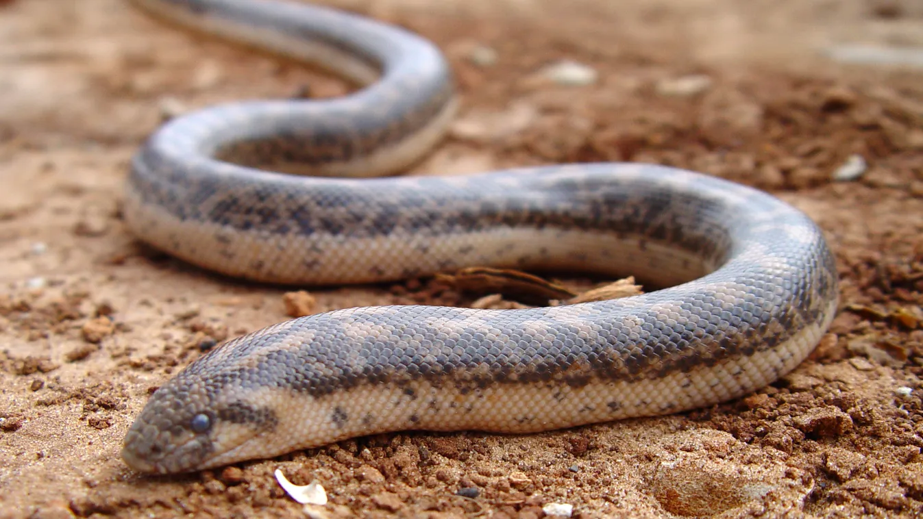 Eryx jaculus, homokiboa, boa, kétfejű kígyó 