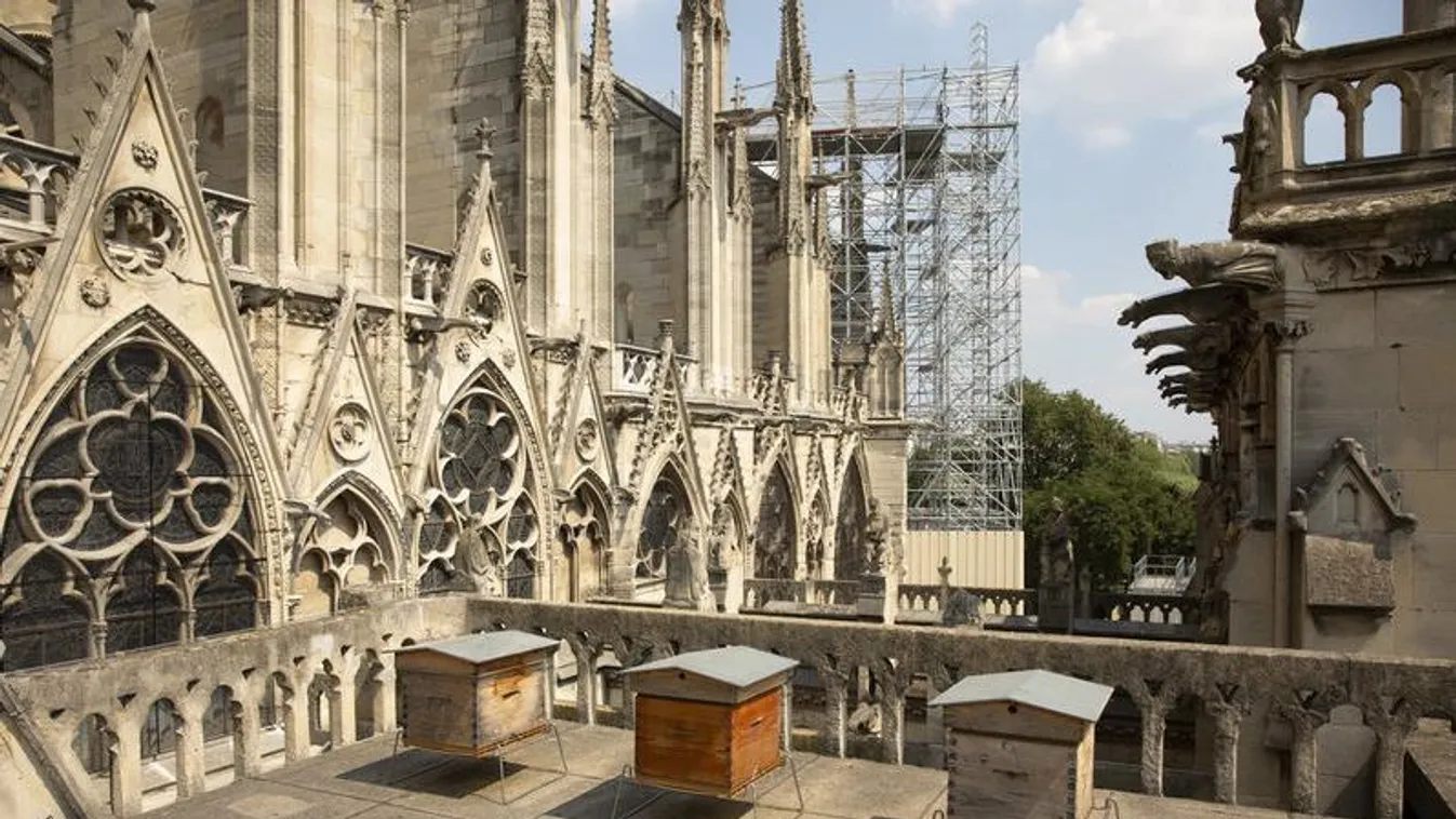 méhek, Notre-Dame 