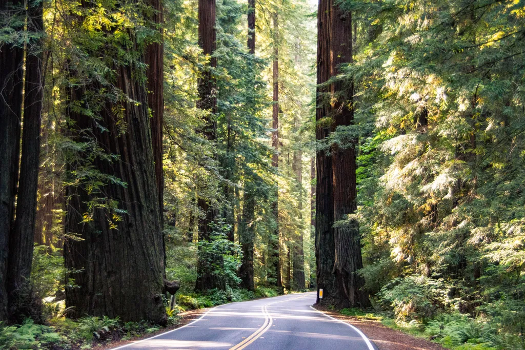 Humboldt Redwoods State Park, nemzeti Park, Kalifornia, galéria, 2023 