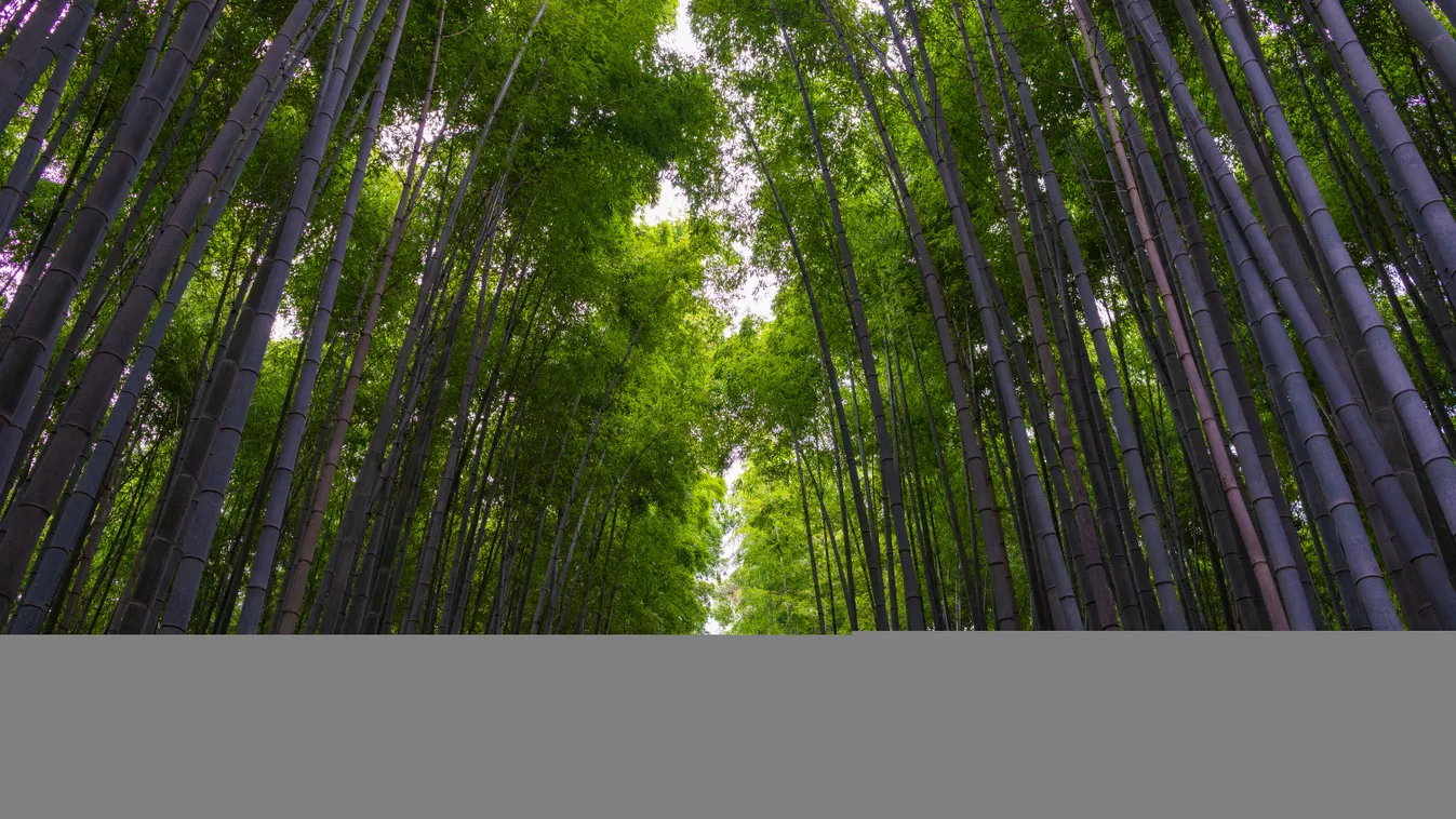Bambuszerdő 