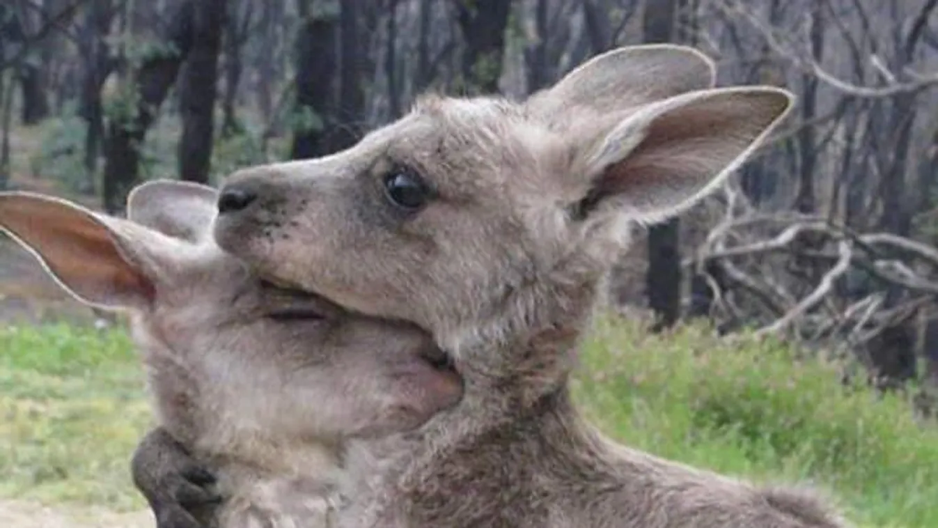 kenguru ausztrália 