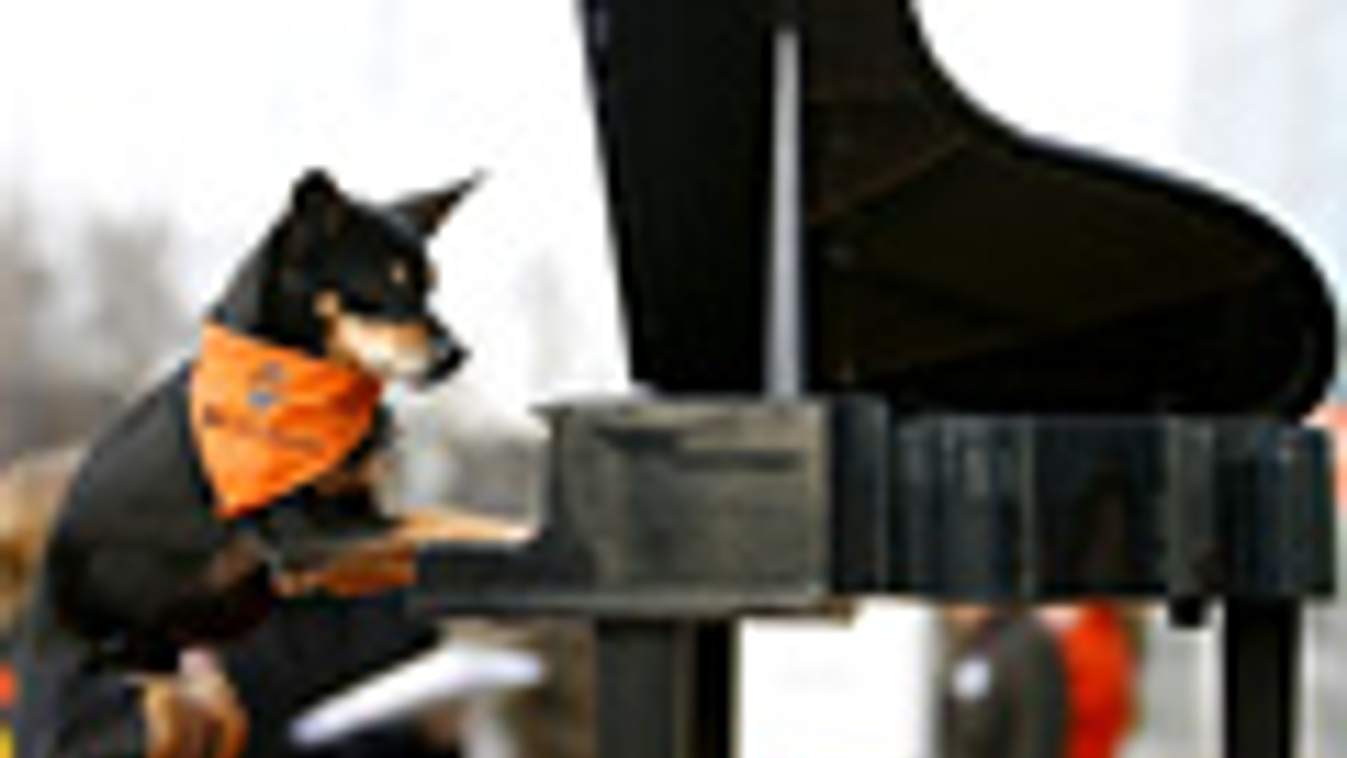 Zongorázó kutya egy német kutyakiállításon, a zene hatása az állatokra