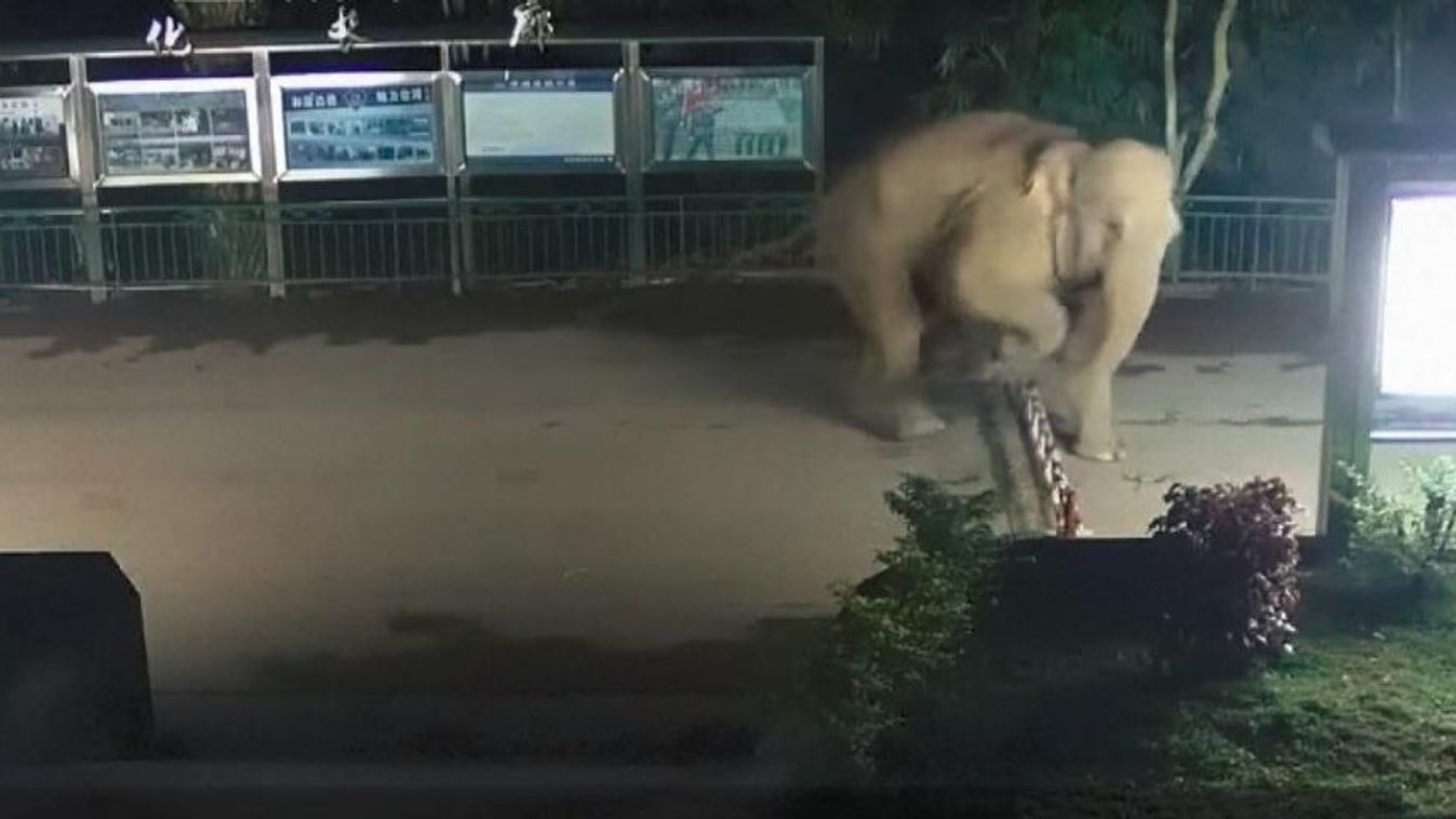 elefánt kínai laoszi határ 