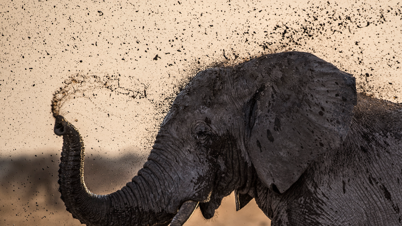 Elefánt Botswana 