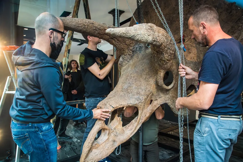 Képeken a legnagyobb ismert Triceratops csontvázának árverése, fotó, galéria, 2021 