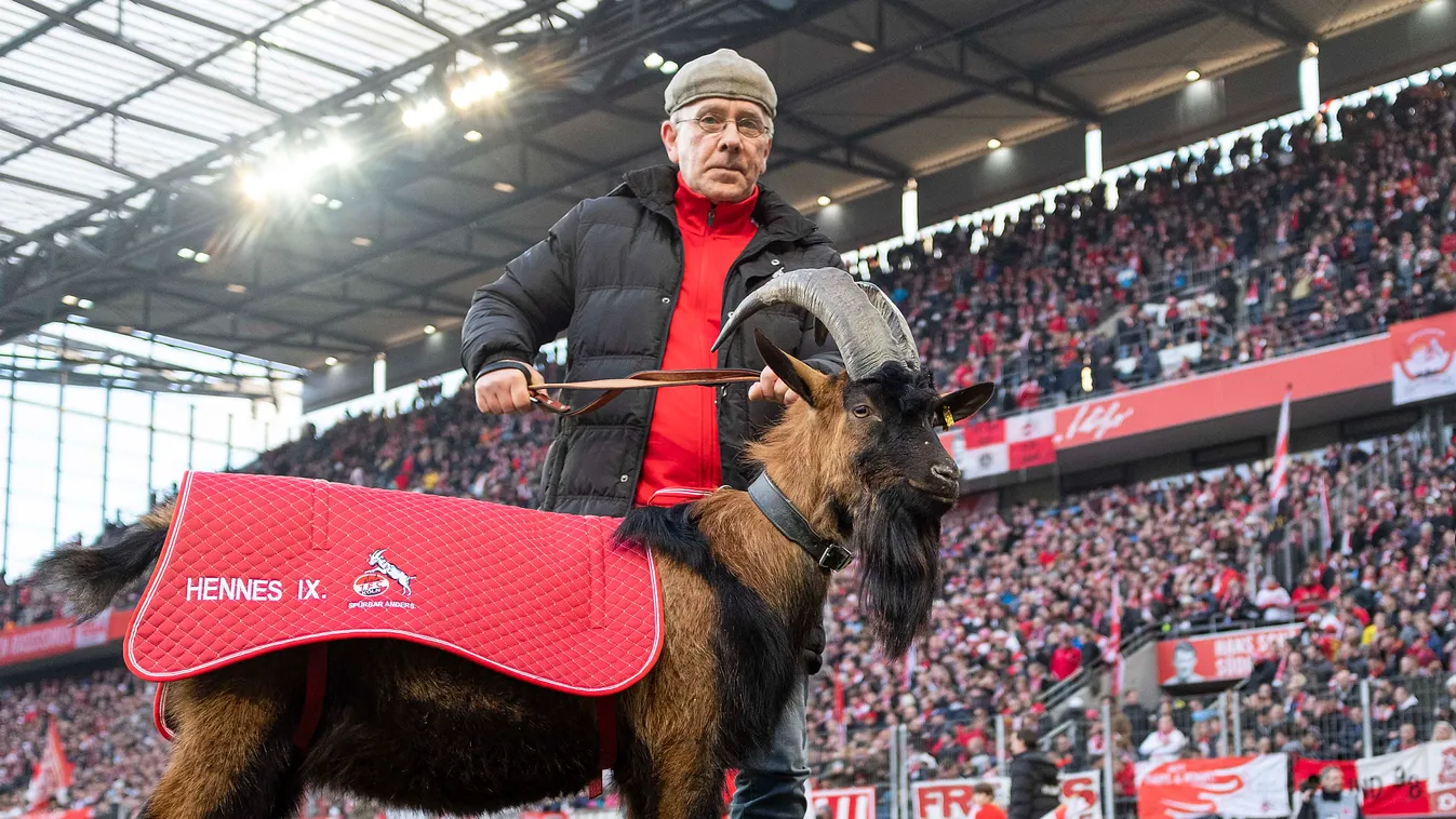 Soccer 1.Bundesliga / FC Cologne - Werder Bremen 1-0. Erste Liga Sport Sports jersey 19 professional footballer GAME season 2019 database DFL feature 20 men Bundesliga Kv? 1.Liga 2020 League In football SOCCER PLAYER ANIMAL club jersey GOAT club soccer ga