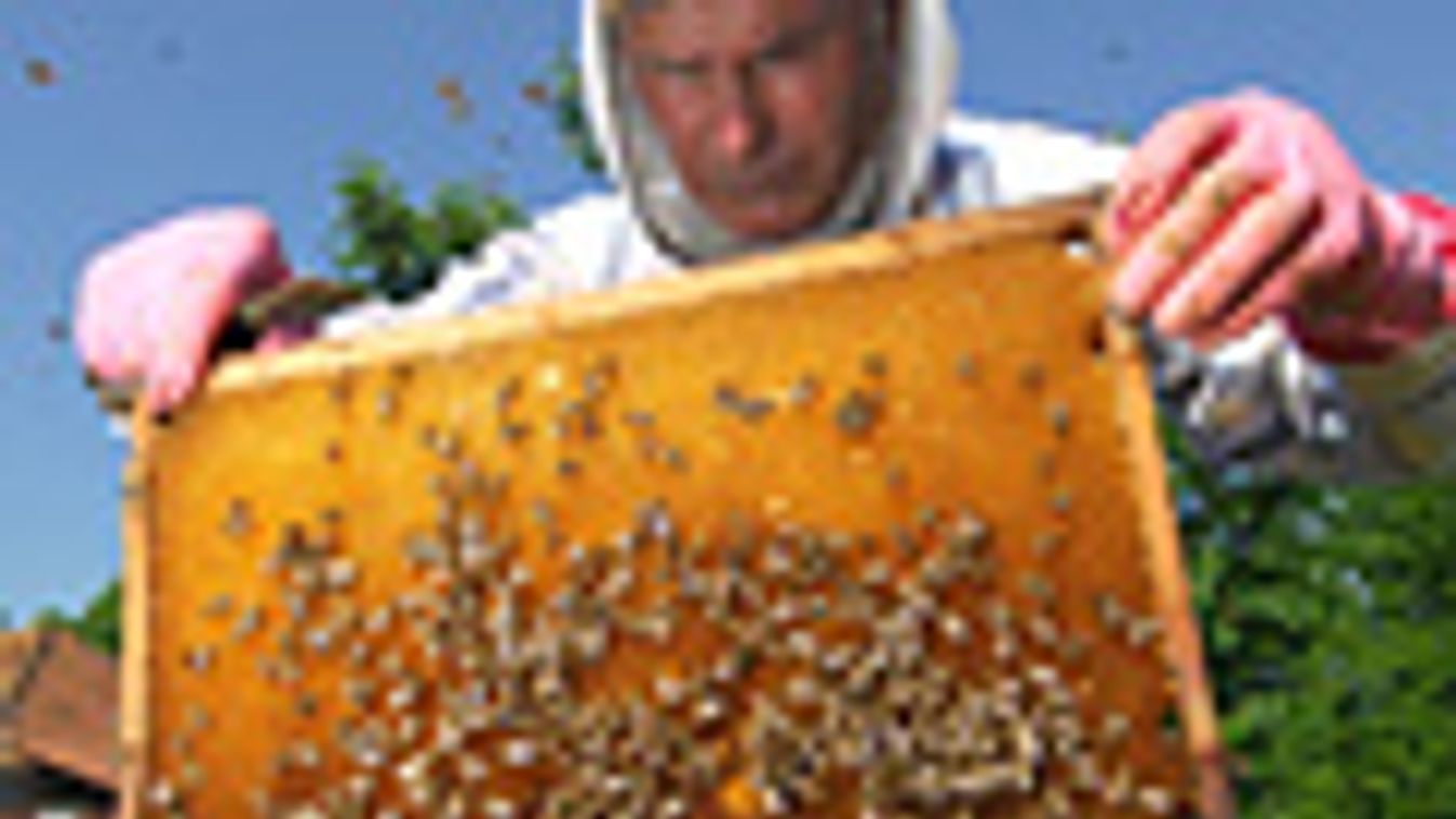 méh, méhészet, méz
