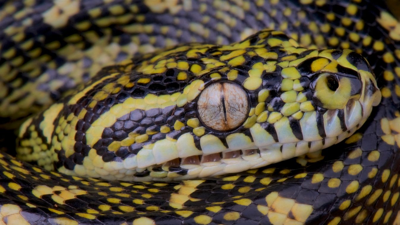 Diamand python (Morelia spilota spilota), Australia, kígyó, piton, Ausztrália 