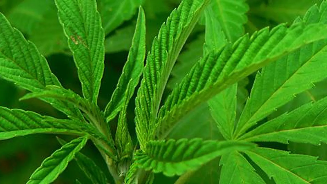 Vadkender, Cannabis, fű, marihuána, joint, kábítószer 