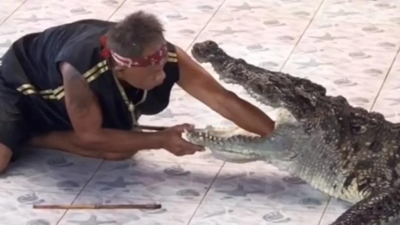 Krokodil Thaiföld 