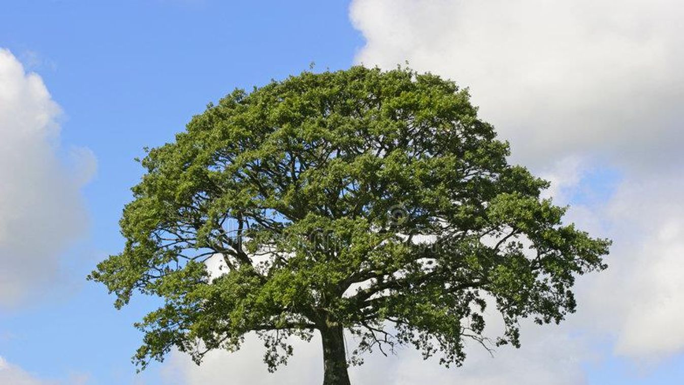 A fák mérete függ az adott fafajtól, a környezetétől, a termőhelytől 
