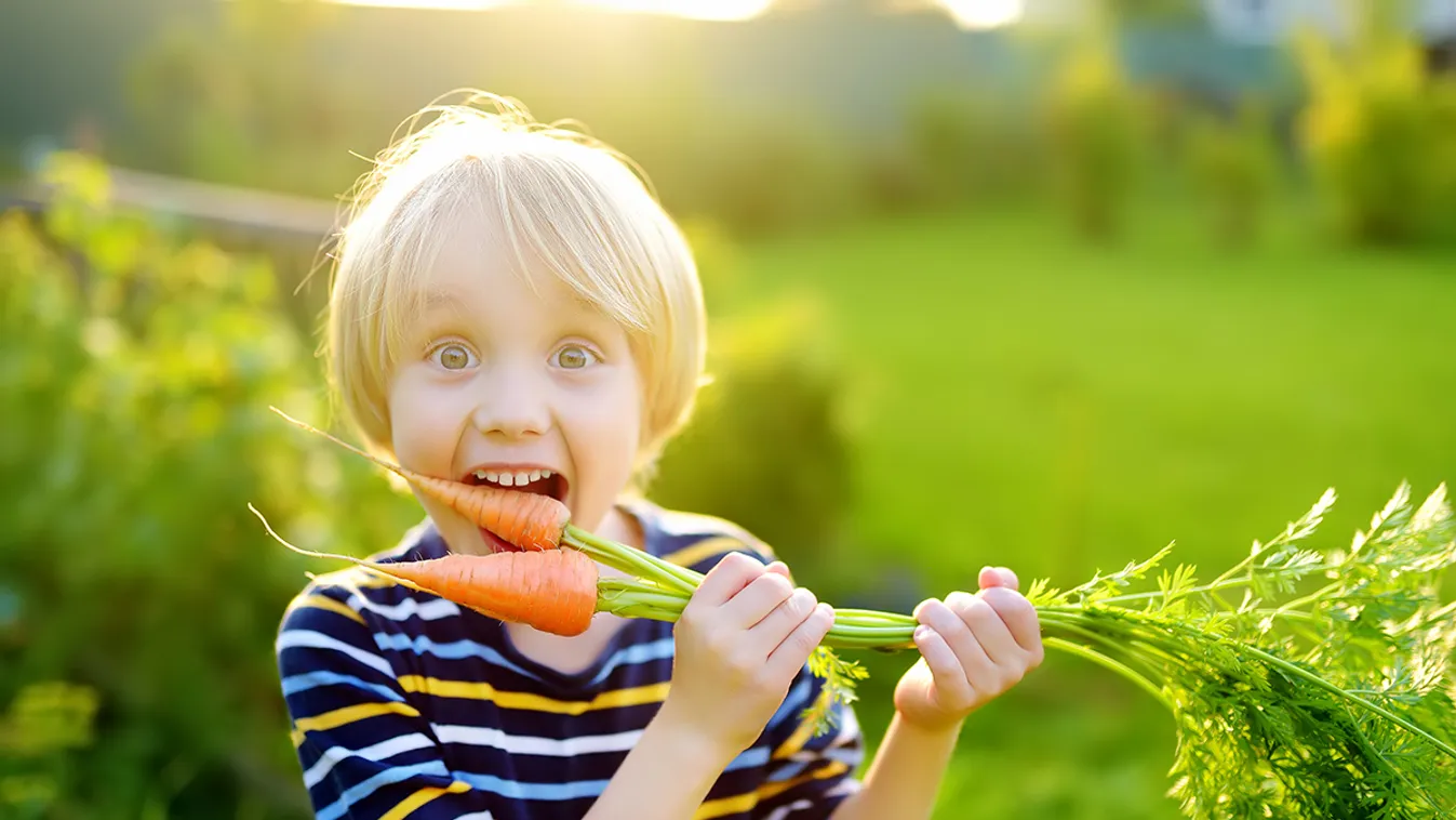 Happy,Little,Boy,Helps,Family,To,Harvest,Of,Organic,Homegrown Happy little boy helps family to harvest of organic homegrown vegetables at backyard of farm. Child eating a fresh carrot and having fun. Healthy vegetarian food. Local business. Harvesting. 