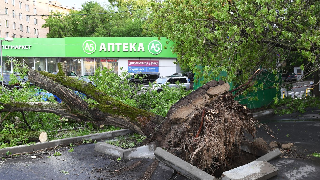 landscape HORIZONTAL fell 3114829 05/29/2017 A tree uprooted by a storm in a courtyard in Moscow. Iliya Pitalev/Sputnik 