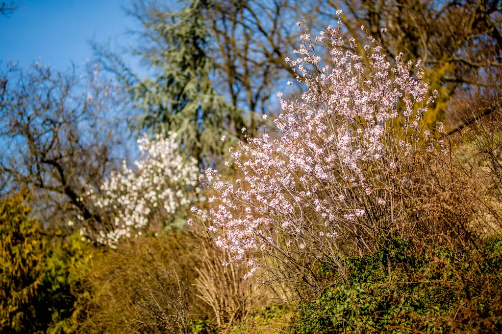 tavasz, virágzás, időjárás, napsütés, Budapest 