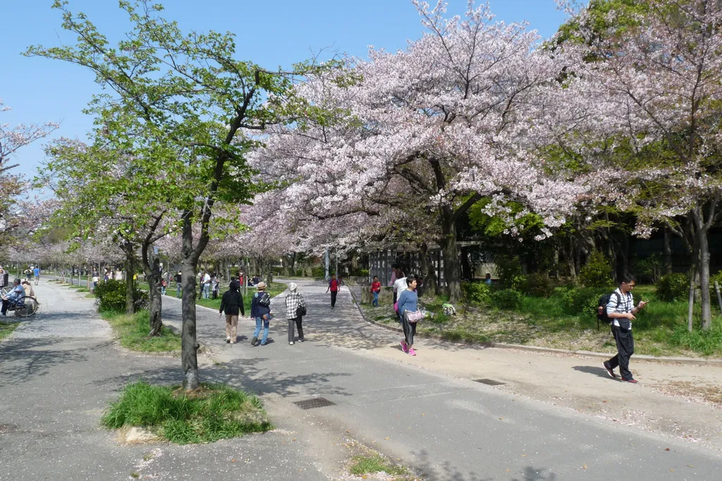 hanami ünnep oszaka 