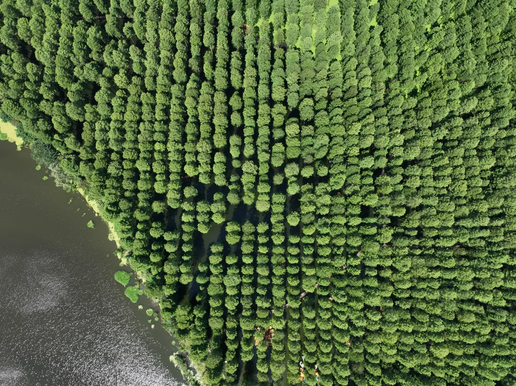 Vízi erdő Jangcsou 