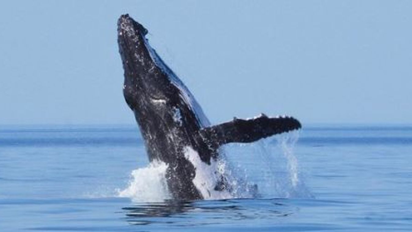 hosszúszárnyú bálna, Ausztrália 