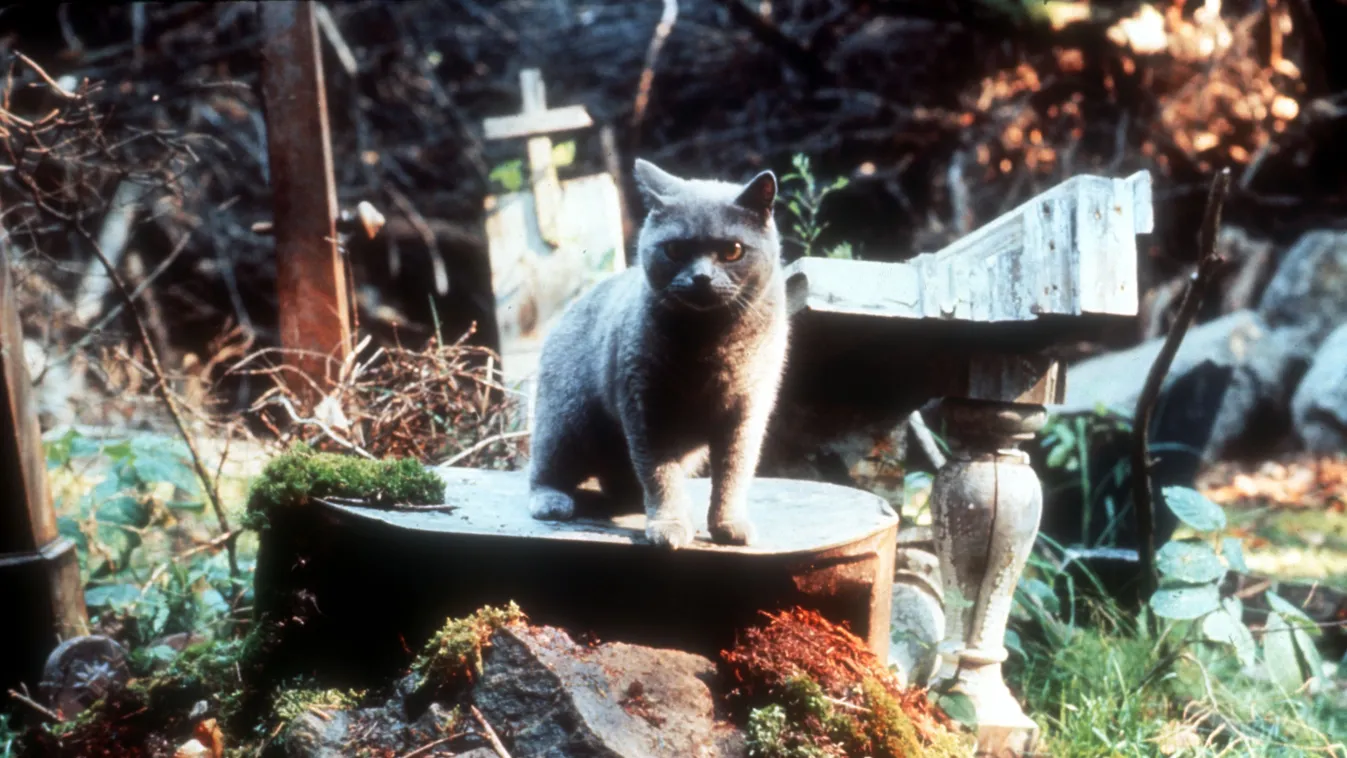 Pet Sematary CAT Cinema Fantastic HORIZONTAL 