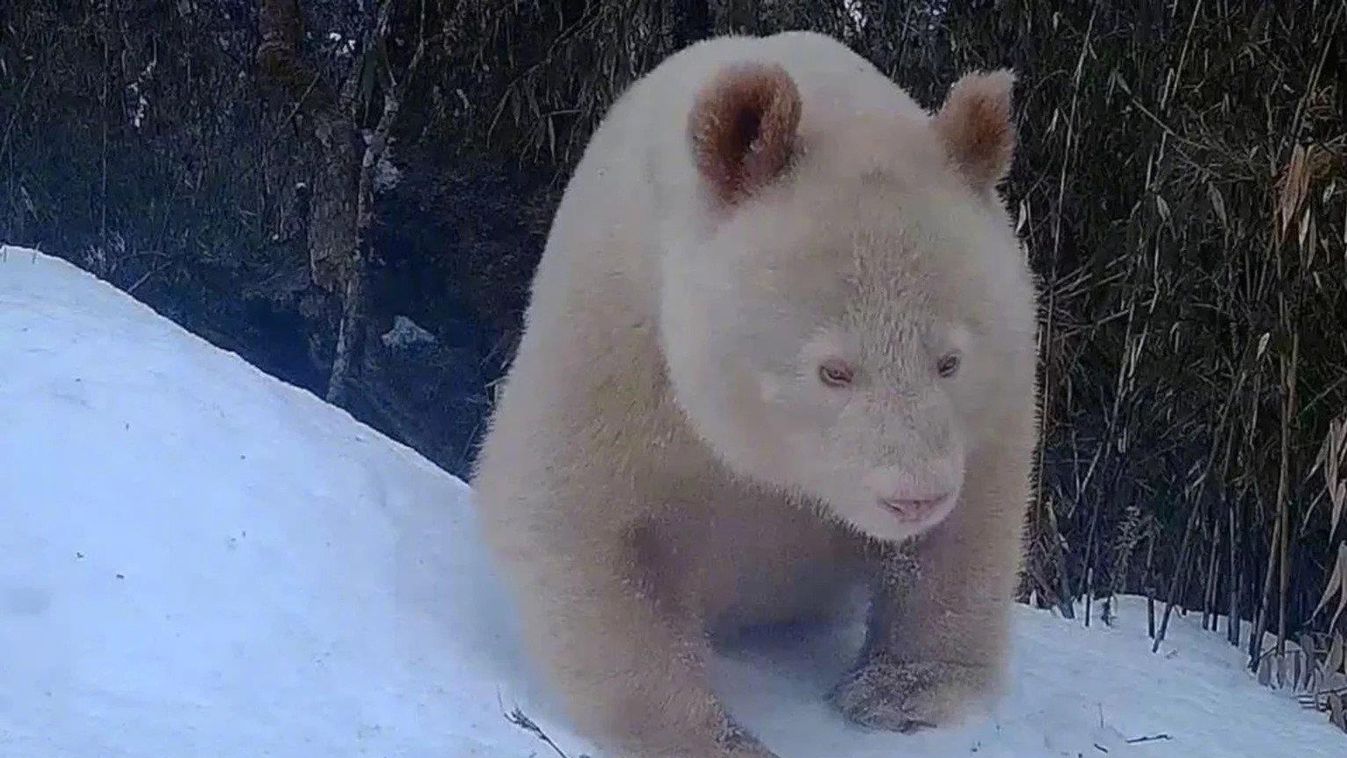 albínó panda 