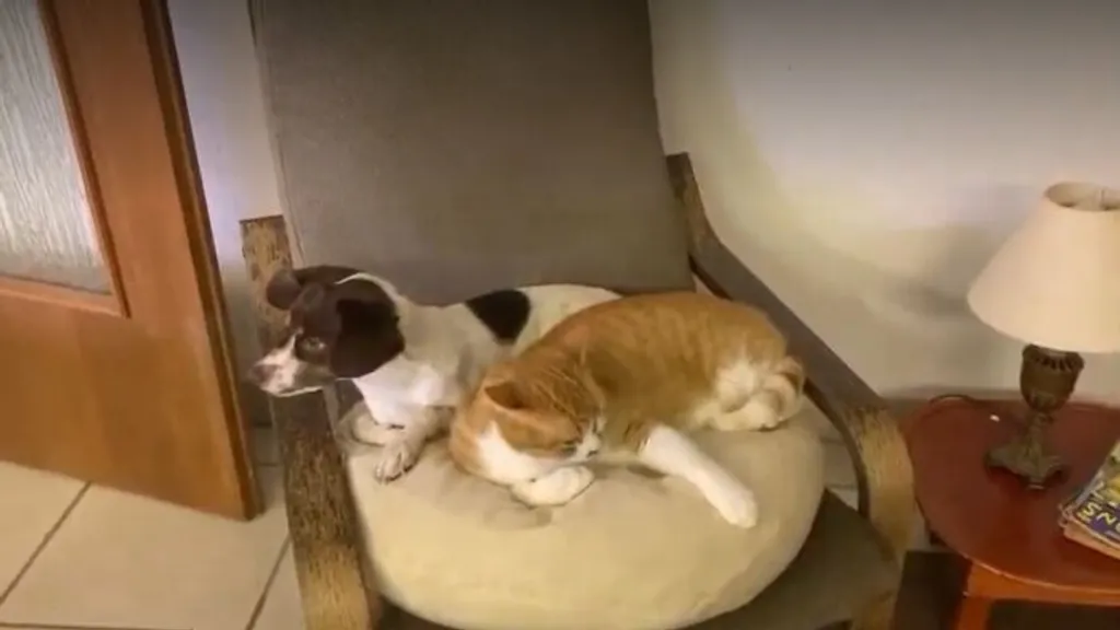Bebizonyítjuk, hogy kutya és macska igenis lehetnek legjobb barátok 