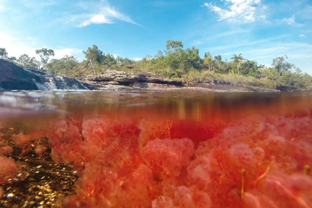 Caño Cristales folyó Kolumbia 