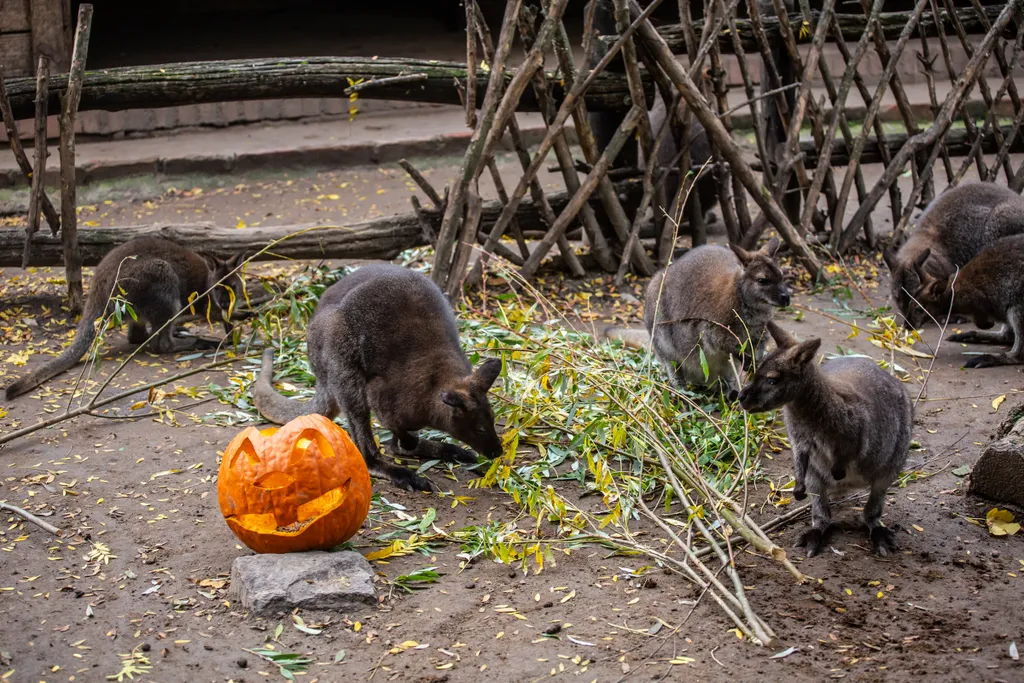 tökrágcsa, állatkerti állatok találkozása
halloweeni faragott „tökfejekkel”
Fővárosi Állat- és Növénykert

Állatkert halloween tök A fővárosi állatkert állatai halloween-i tököt rágcsálnak 