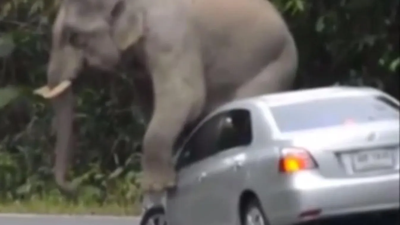Elefánt támadt egy autóra Thaiföldön 