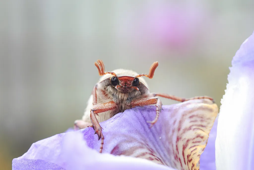 Bug purple iris 