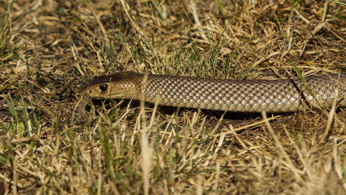 Eastern brown Snake on grass - Coolah Tops NSW Australia Crawl Profile shot October Nobody Pseudonaja Eastern Brown Snake (Pseudonaja textilis) Coolah Tops National park Stage of development Individual Enumeration Locomotion Motion Shot Environment protec