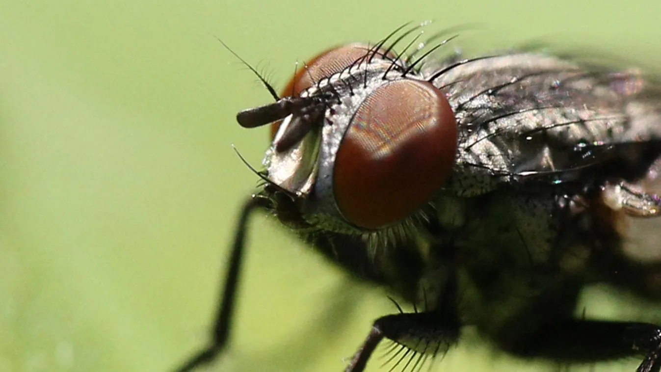 House Fly head compound eyes house fly bugs insect insects nature natural world macro macro photography Musca domestica Toronto Ontario Canada animals wildlife landscape format color photo colour photo photography no people flies Horizontal FLY BUG NORTH 