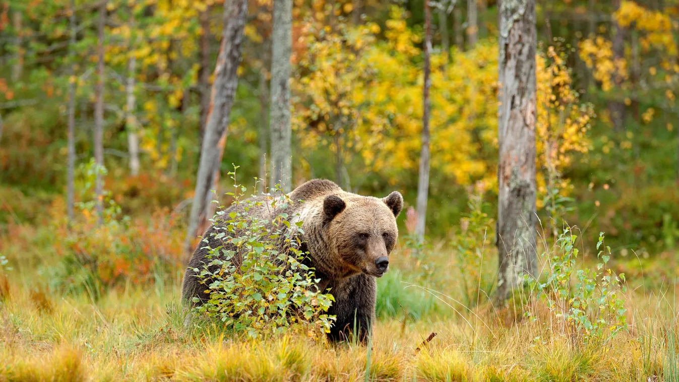Autumn,Trees,With,Bear.,Beautiful,Brown,Bear,Walking,Aroun 