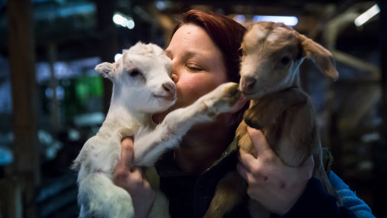 Kecskevilág Kecskefarm Önkéntesek a Kecskevilág kecskefarmon 