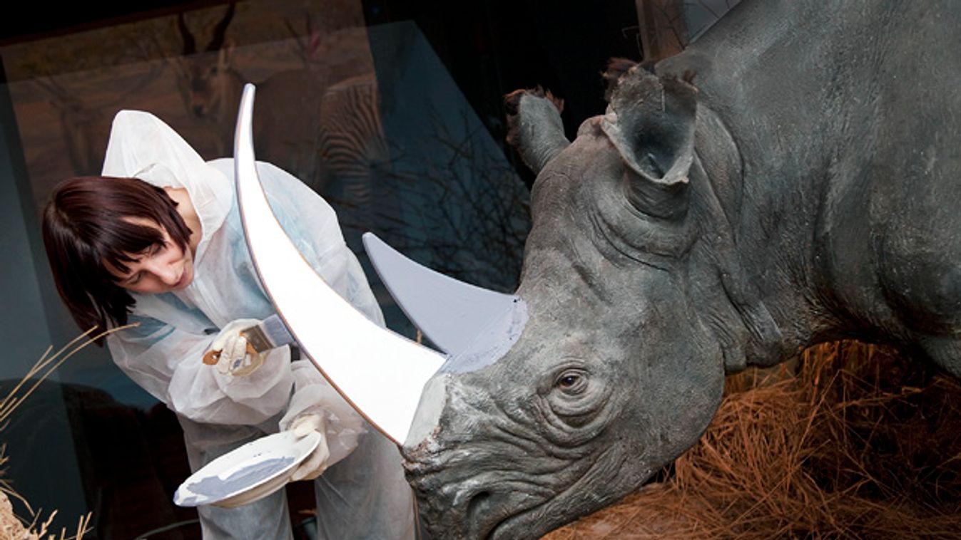 rinocérosz, orrszarvú, a svájci természettudományi múzeumban gipsz szarva cserélik az orrszarvúk szarvát