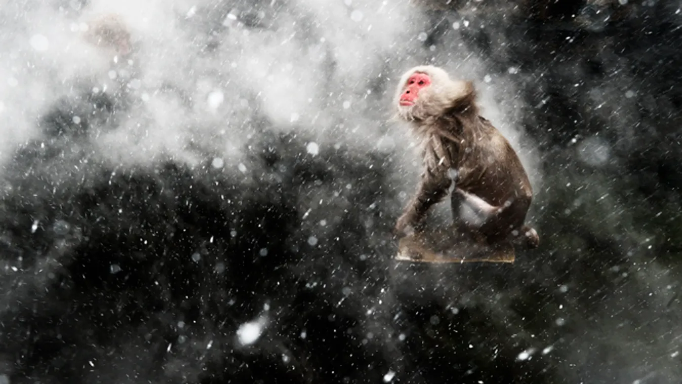 Az év természetfotói, Japán makákó hóviharban 