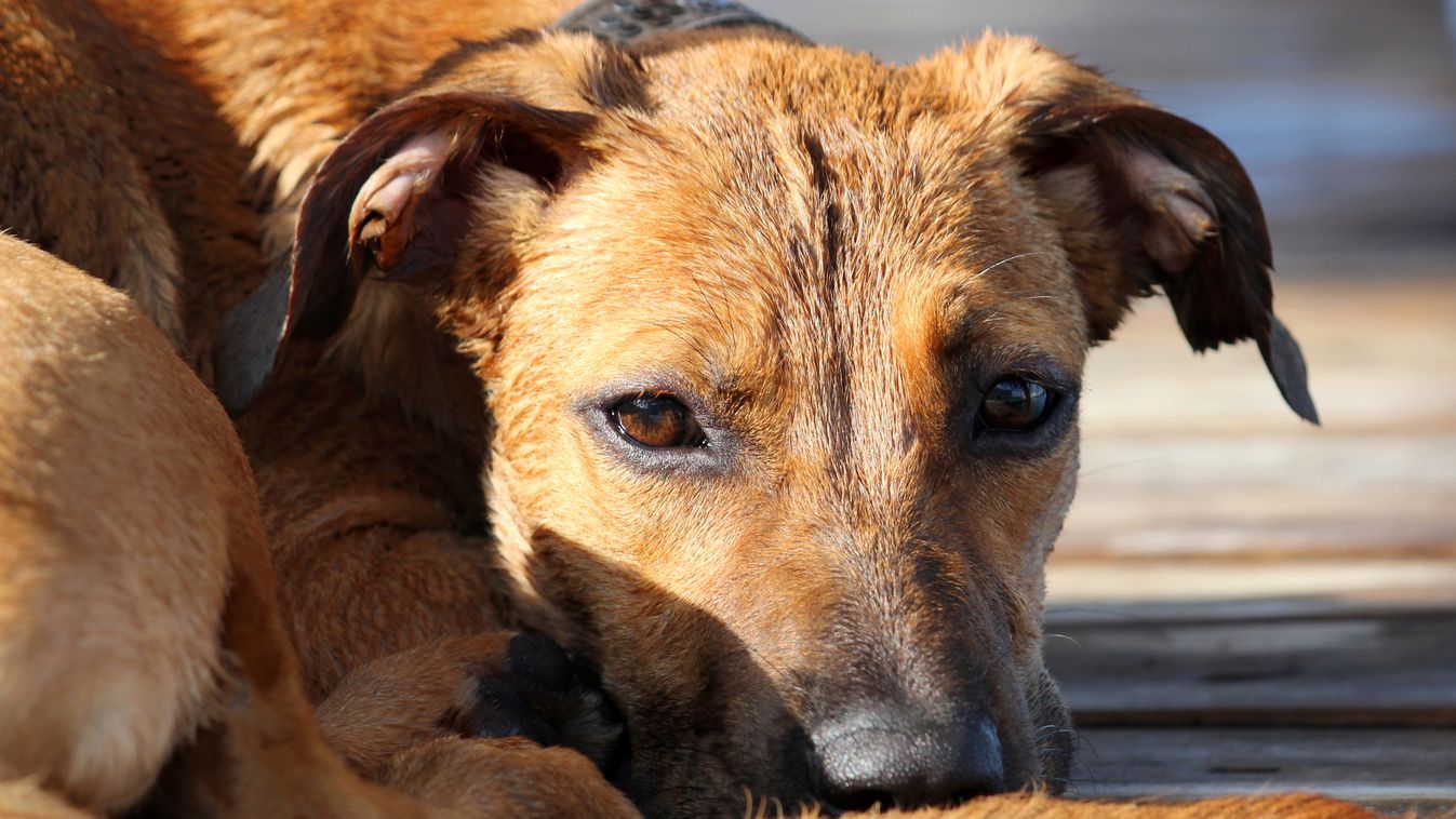 Nem házi állatoknak való vidék: Magyarország kóbor kutya állatmenhely család 